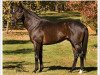 stallion Lost Soldier xx (Thoroughbred, 1990, from Danzig xx)