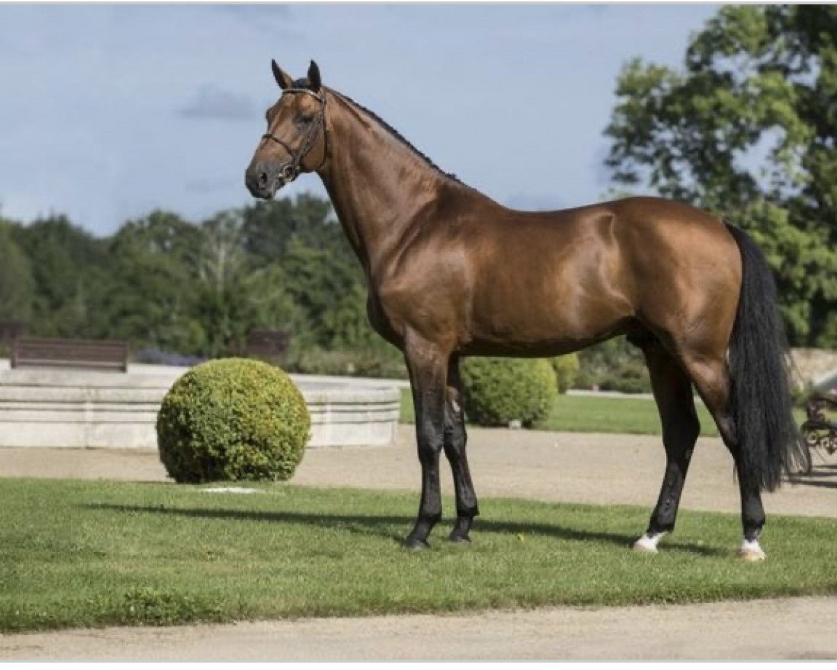 stallion Shouppydam des Horts (Selle Français, 2006, from Quidam de Revel)