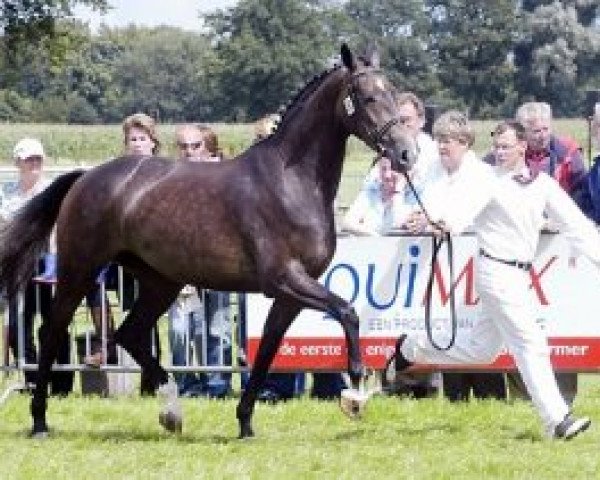 Springpferd Buonaternel (KWPN (Niederländisches Warmblut), 2006, von Vitens)