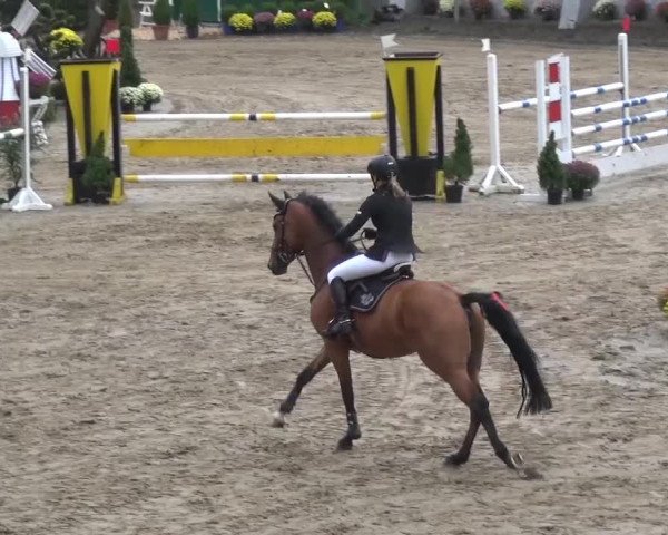 Reitturnier Aachen - Gut Weyern 2015