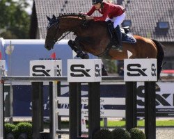 jumper Contento (KWPN (Royal Dutch Sporthorse), 2007, from Lord Z)