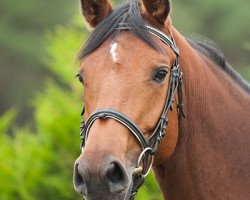 horse Shakira FS (German Sport Horse, 2007, from Landsieger I)