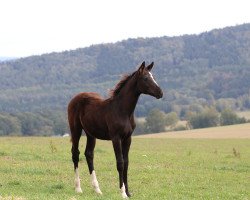 dressage horse Roulette (Hanoverian, 2019, from Freddie Mercury 2)