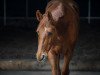 jumper Santa Ana B (Irish Sport Horse, 2010, from Smooth Operator B)