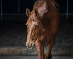 jumper Santa Ana B (Irish Sport Horse, 2010, from Smooth Operator B)