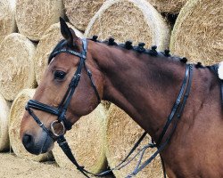 jumper Cumanov IMG (KWPN (Royal Dutch Sporthorse), 2003, from Cumano)