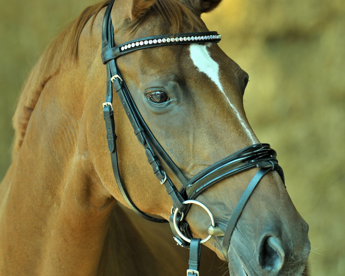 broodmare Why so little 2 (Hanoverian, 2004, from Worldly I)