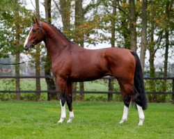 stallion Feel Good (KWPN (Royal Dutch Sporthorse), 2010, from Contango)