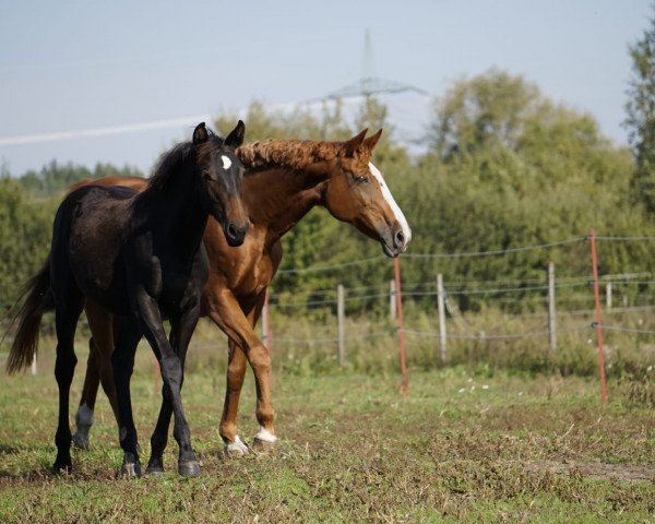 Springpferd Rubina (Brandenburger, 2020, von Radar Lock xx)