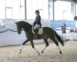 dressage horse Fynch Hatton (Westphalian, 2016, from Franziskus FRH)