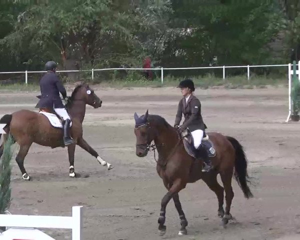 Reitturnier Heidelsheim 2015