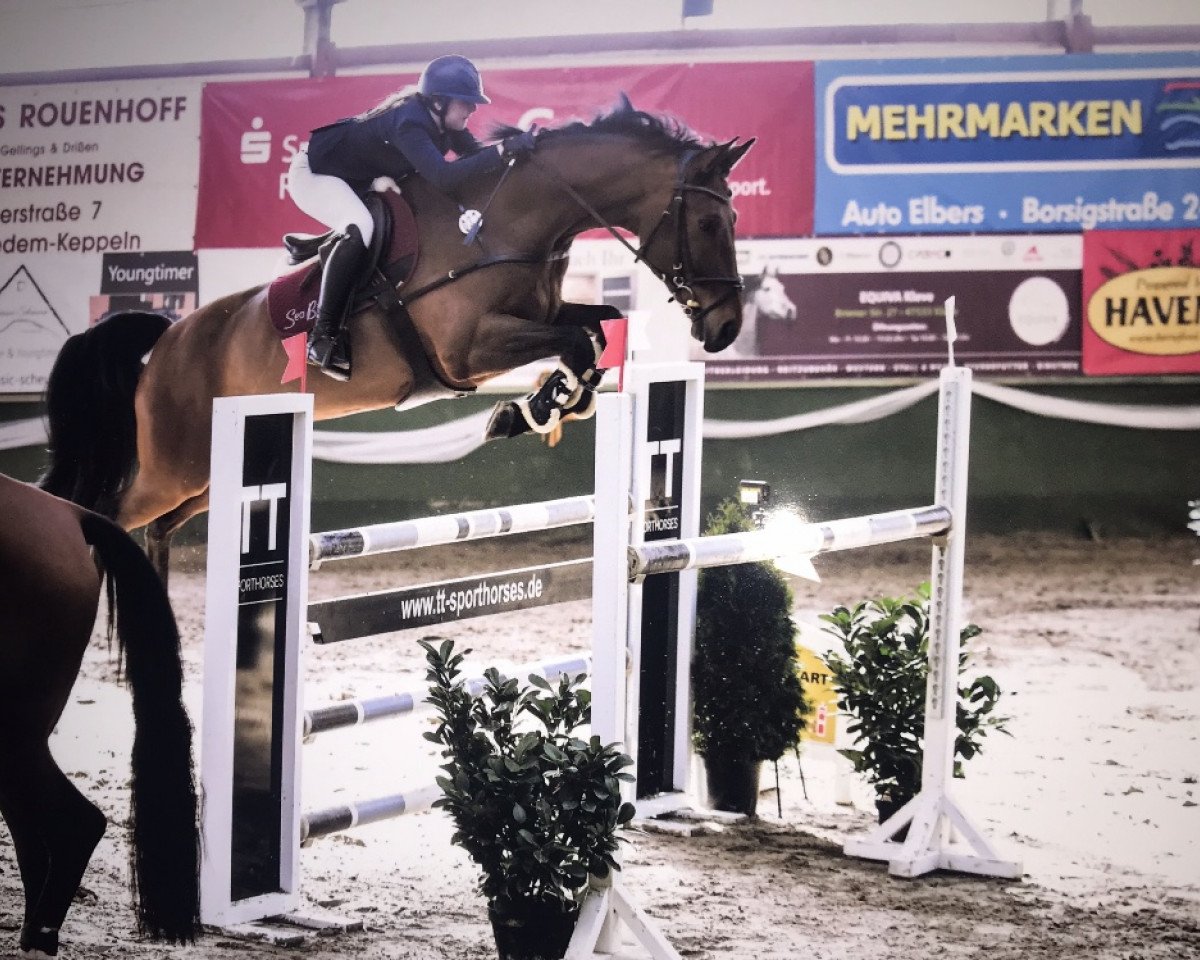 jumper Avanto Von Pachern (Austrian Warmblood, 2009, from Acteur As)