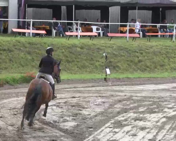 Reitturnier Heidelsheim 2015