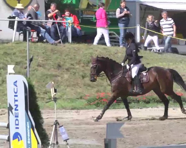 Reitturnier Heidelsheim 2015
