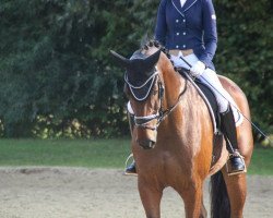 dressage horse Captain's Choco Boy (Westphalian, 2013, from Captain Jack 44)