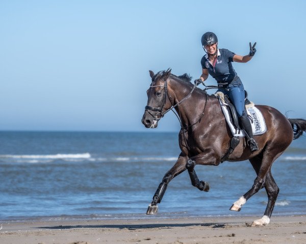 jumper Japaloup (KWPN (Royal Dutch Sporthorse), 2014, from Brainpower)