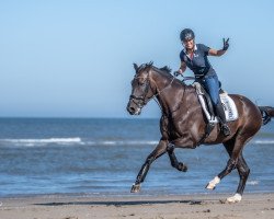 Springpferd Japaloup (KWPN (Niederländisches Warmblut), 2014, von Brainpower)