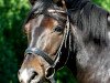 dressage horse de Florata (Holsteiner, 2013, from Castelan II Pkz)