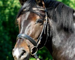 dressage horse de Florata (Holsteiner, 2013, from Castelan II Pkz)