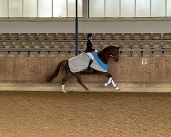 dressage horse Leraldiko (Westphalian, 2016, from Livaldon)