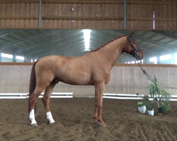 dressage horse Didance (Westphalian, 2014, from Dimaggio)
