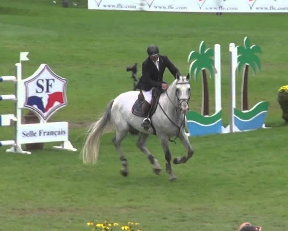 jumper Sisko de Falere (Selle Français, 2006, from Jadis de Toscane)