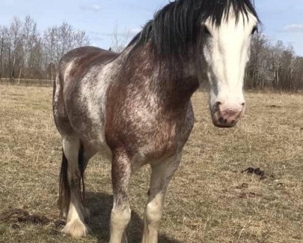 broodmare Donegal Agnes (Clydesdale, 2014, from Bighorn Shamus)