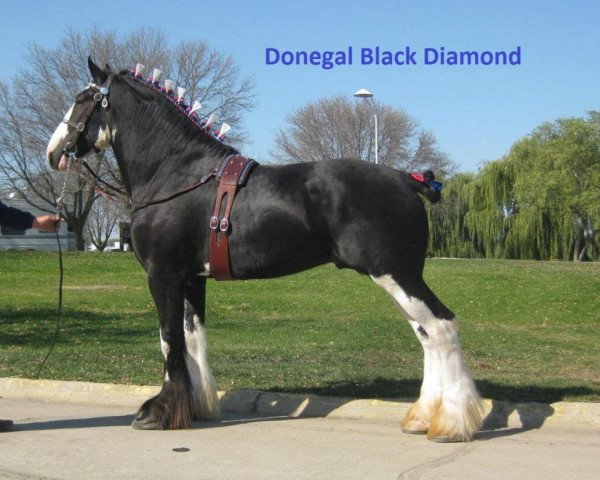 Deckhengst Donegal Black Diamond (Clydesdale, 2008, von Armageddon's Lord Cain)