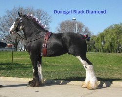 Deckhengst Donegal Black Diamond (Clydesdale, 2008, von Armageddon's Lord Cain)