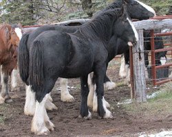 Deckhengst Donegal Arthur (Clydesdale, 2011, von Armageddon's Lord Cain)