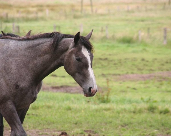 Zuchtstute Vanilla Sunshine (Trakehner, 2015, von Silvermoon)