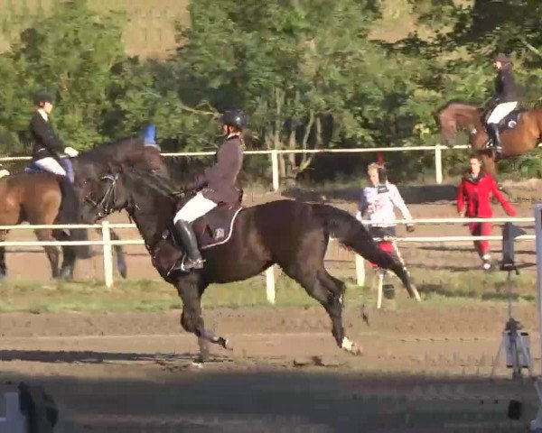 Reitturnier Heidelsheim 2015
