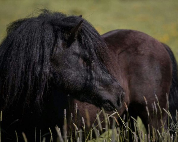 stallion Giersbergs Yukon (Shetland Pony, 2015, from Yelmer van Bunswaard)