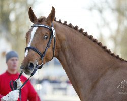 Springpferd luke skywalker (Österreichisches Warmblut, 2017, von Limbothello B)