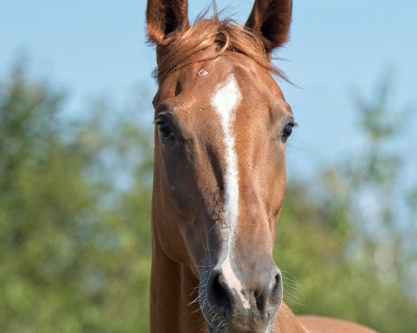 Pferd Athi (Arabisches Halbblut / Partbred, 2015, von Tiefenhofs Hamilton)