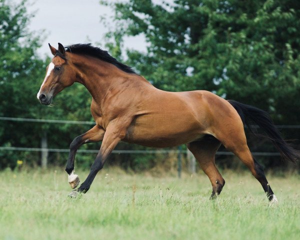 Zuchtstute Fiene (Trakehner, 2005, von Chateauneuf)