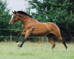 dressage horse Fiene (Trakehner, 2005, from Chateauneuf)