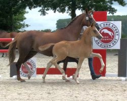 dressage horse Vitus (Oldenburg, 2020, from Vivaldos)