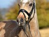 dressage horse Kleine Donna (German Riding Pony, 2009, from Classic Dancer II)