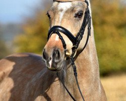 dressage horse Kleine Donna (German Riding Pony, 2009, from Classic Dancer II)