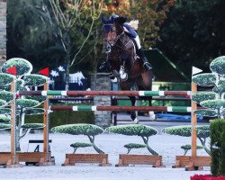 stallion Gentleman (Oldenburg show jumper, 2008, from Guidam)