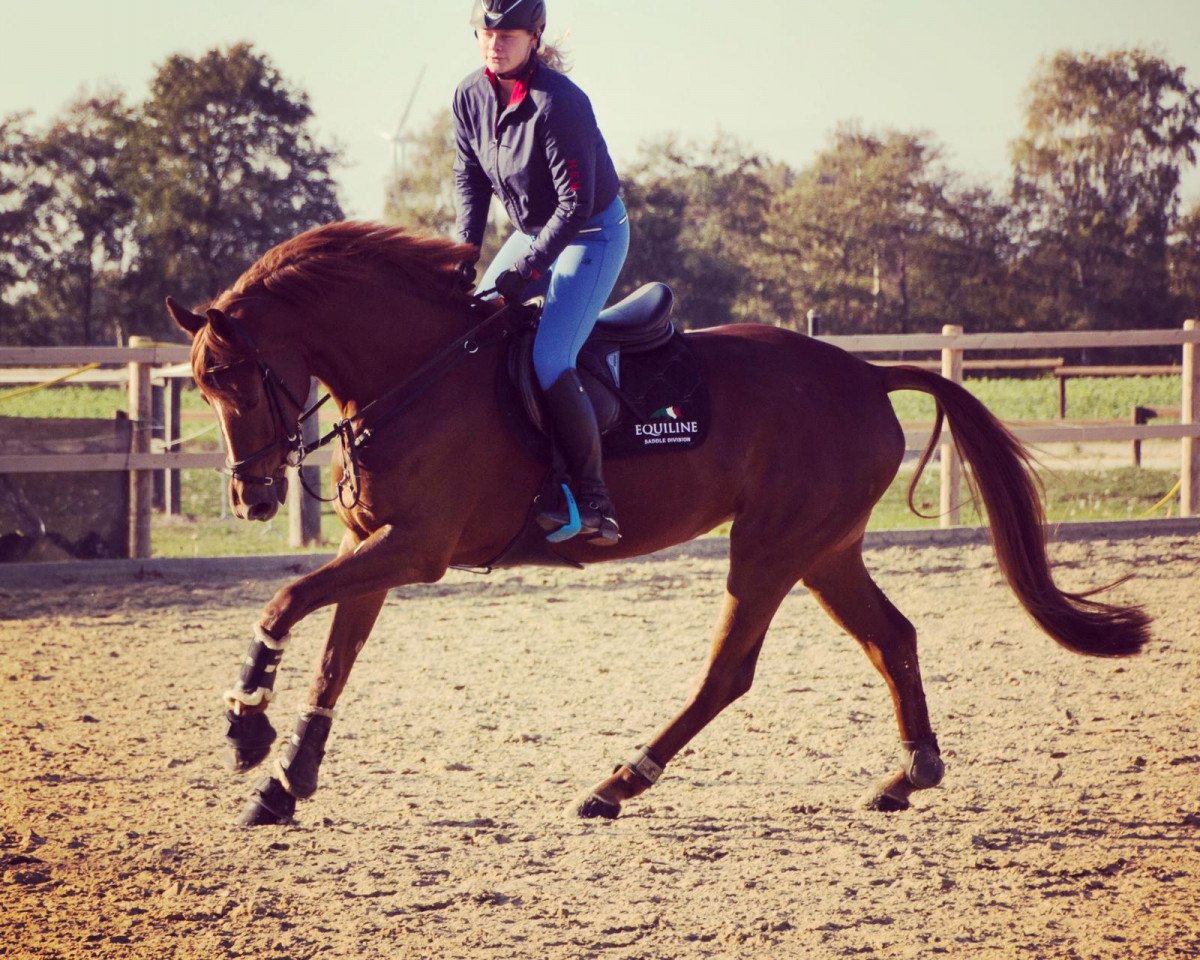 dressage horse Captain's Coco (Westphalian, 2012, from Captain Jack 44)