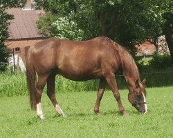 Zuchtstute Beauty (Deutsches Reitpony, 2000, von Decoration AA)