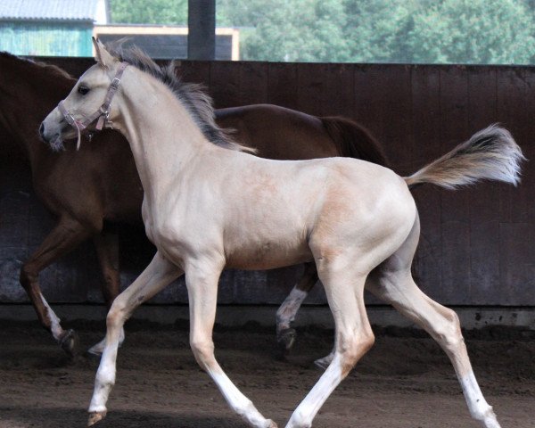 dressage horse Pippins Pomme Padour (Nederlands Welsh Ridepony, 2021, from Cassanova du Bois)