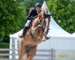 Springpferd Thelma Hastak (Schwedisches Warmblut, 2012, von Heartbeat)