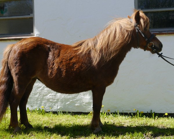 broodmare Diava of Baltic Sea (Shetland Pony, 2003, from Heros van Heeselt)