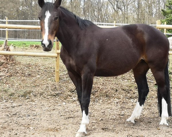 dressage horse Santana (Westphalian, 2007, from Sancisco)