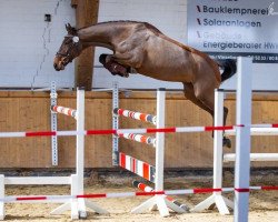 broodmare Lady Pizzara (Hanoverian, 2015, from Lord Pizarro)