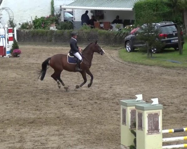 Reitturnier Aachen - Gut Weyern 2015