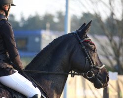 jumper Elando B (Hanoverian, 2009, from El Bundy)